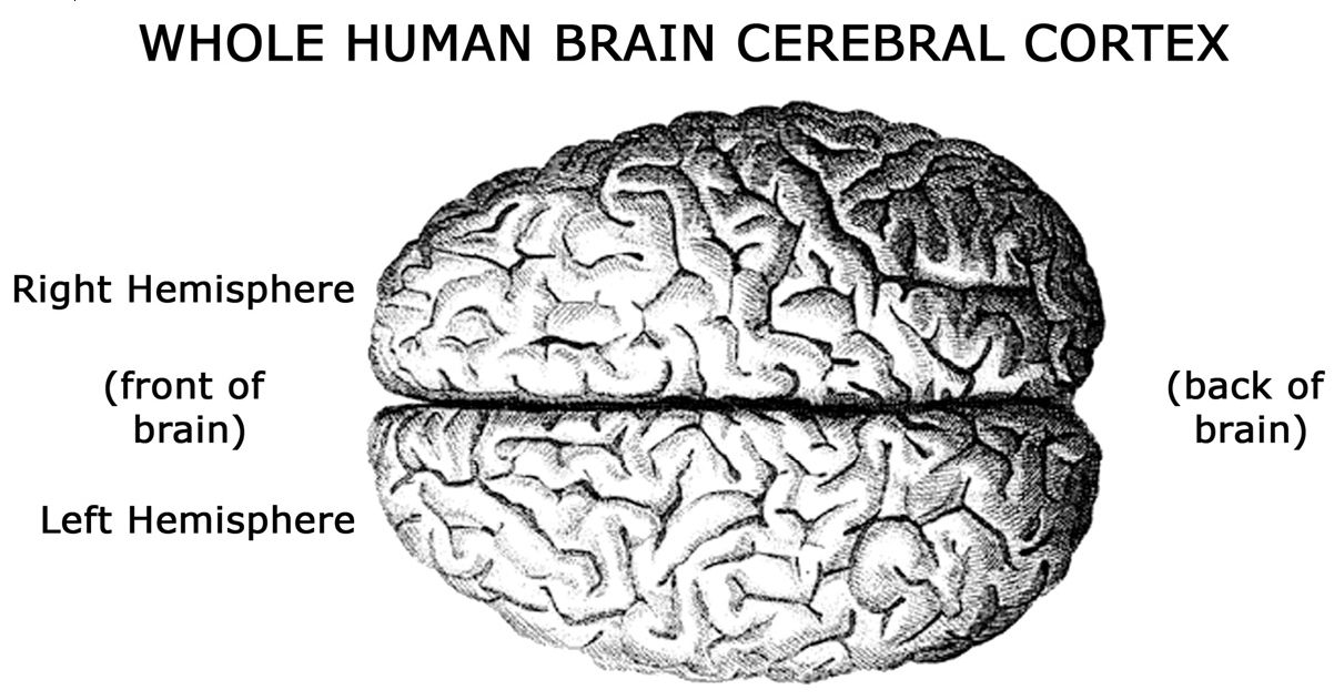 whole human brain berebral cortext