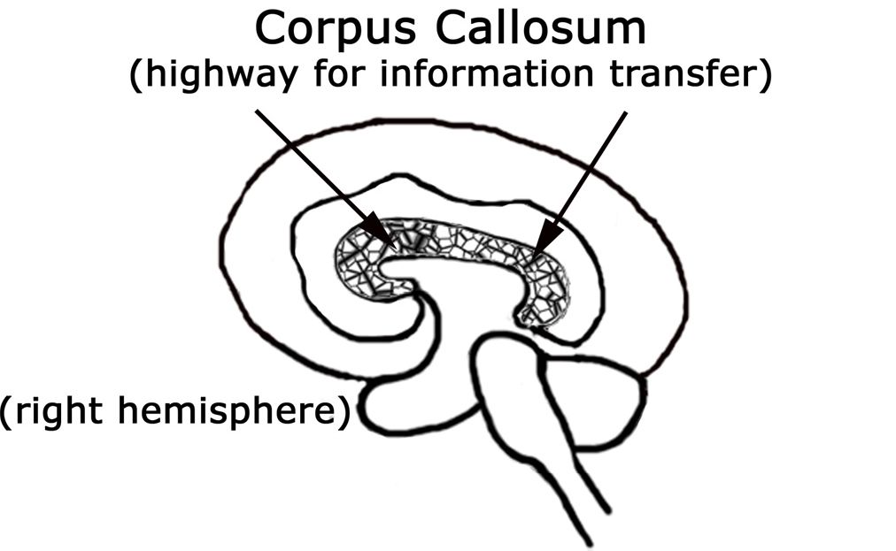 Corpus callosum