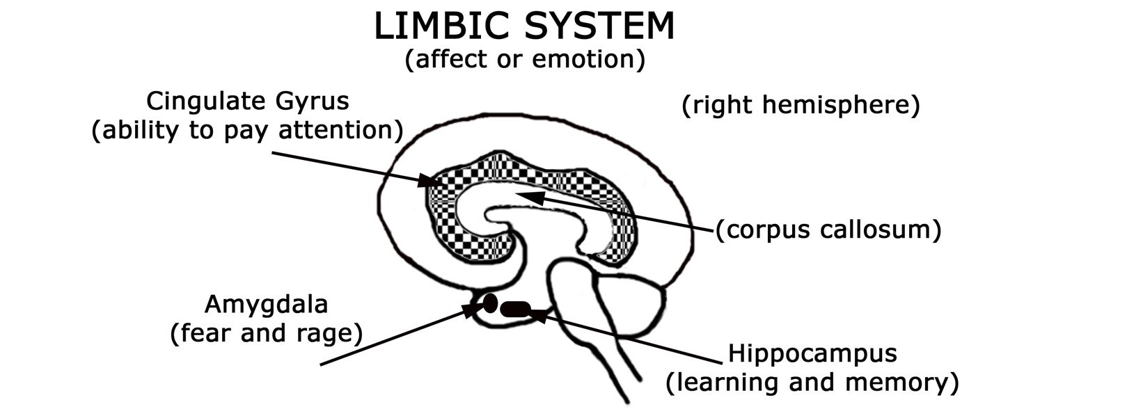 LIMBIC SYSTEM: HỆ THỐNG LIMBIC