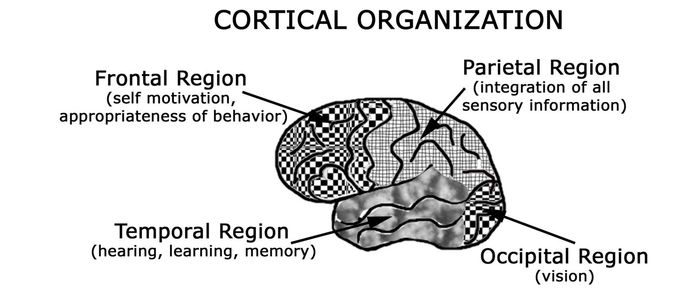 CORTICAL ORGANIZATION: TỔ CHỨC VỎ NÃO