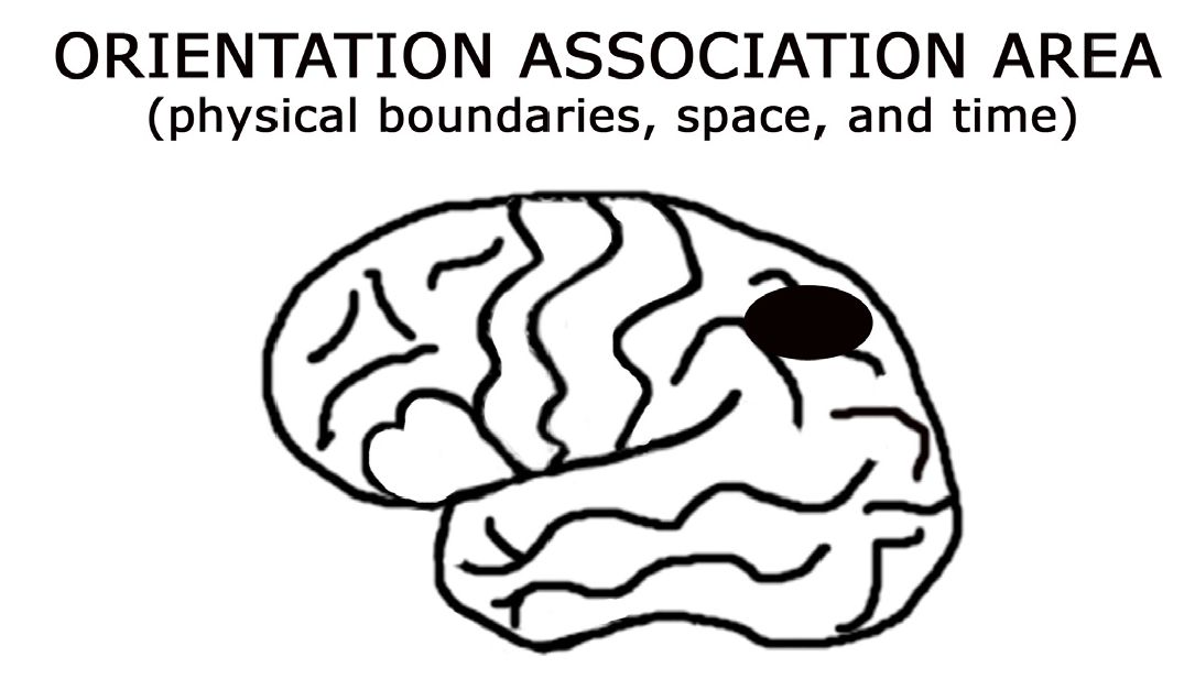 ORIENTATION ASSOCIATION AREA: Vùng liên hợp định hướng